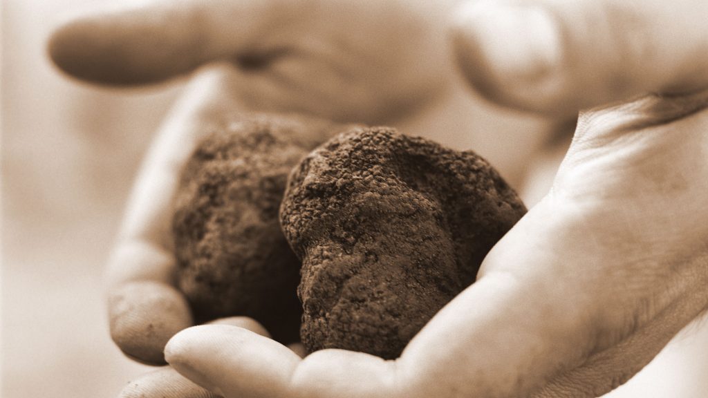 Trüffel vom Hof | Über Trüffeln